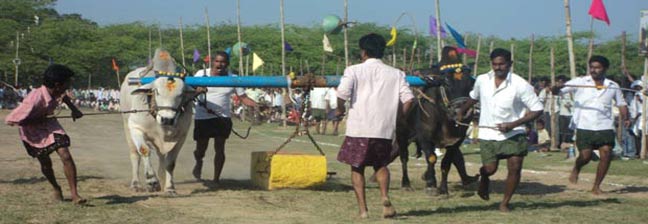 ఉత్సాహంగా ముగిసిన ఎడ్లపందాలు