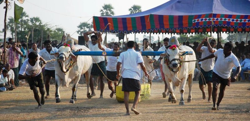 ఉత్సాహంగా ఎడ్ల పందాలు